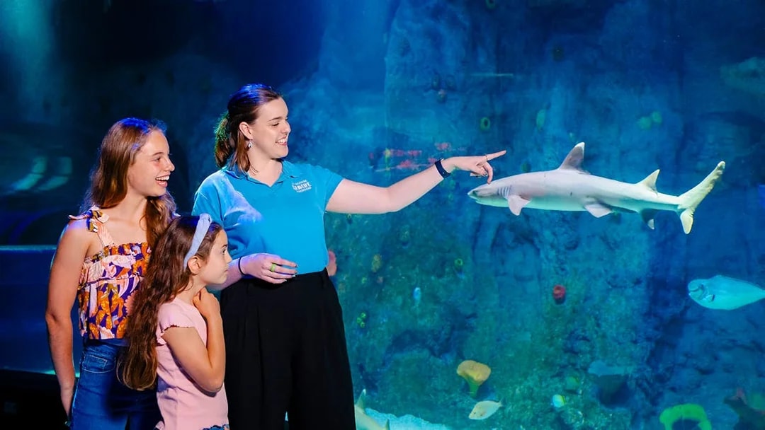 Guide showing visitors a shark at SEA LIFE Melbourne aquarium.