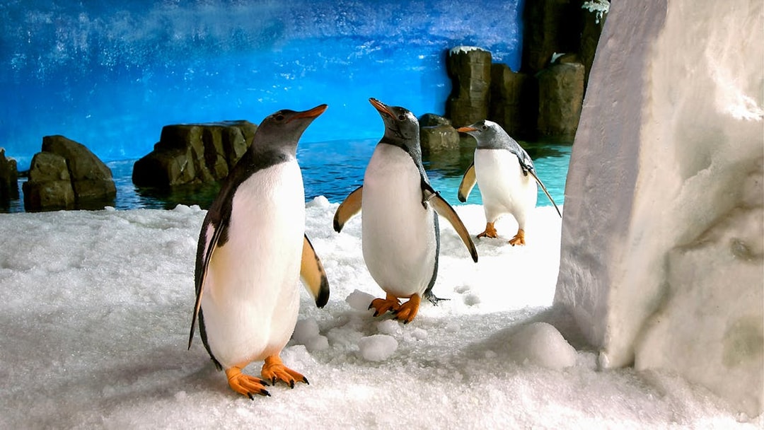 Penguins on snow at Sea Life Melbourne with rocky backdrop.