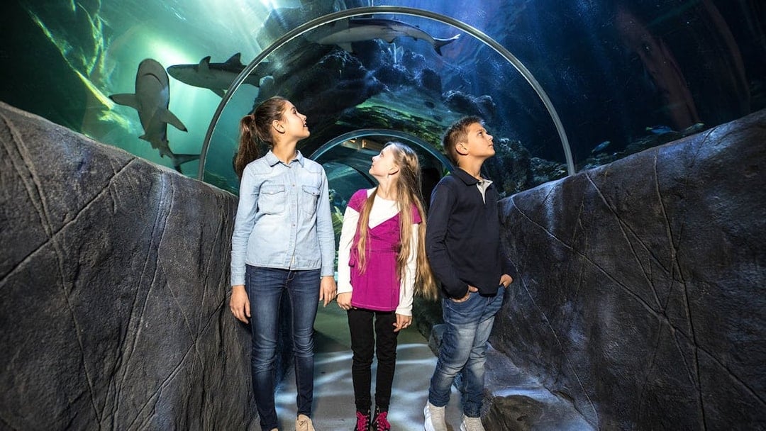 Children walking through an underwater tunnel at SEA LIFE Munich, observing sharks above.