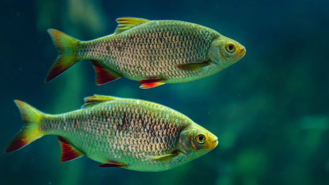 Two fish swimming in the Isar zone at SEA LIFE Munich.