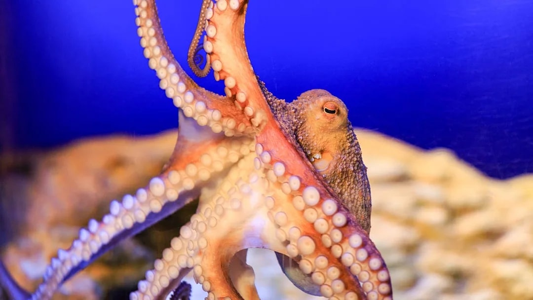 Octopus in the Shipwreck zone at SEA LIFE Munich.