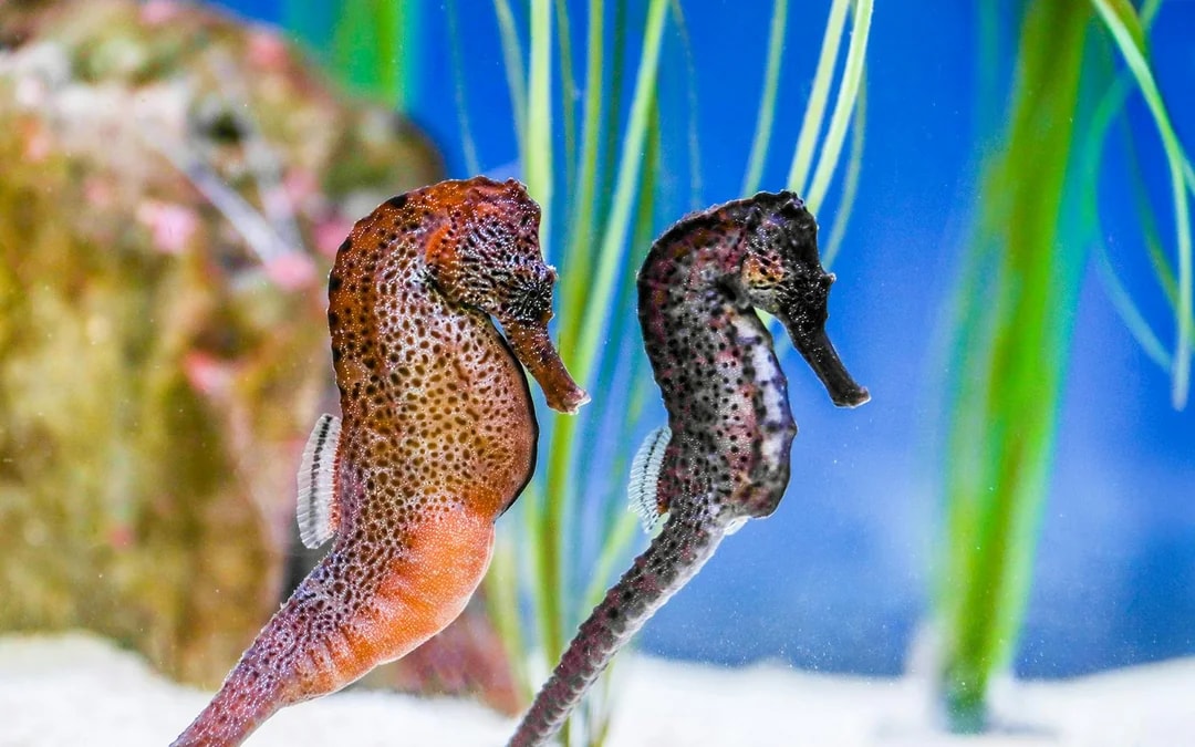 SEA LIFE Munich Ticket Image 6