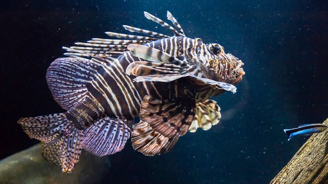 Lionfish swimming in the Shipwreck zone at SEA LIFE Munich.