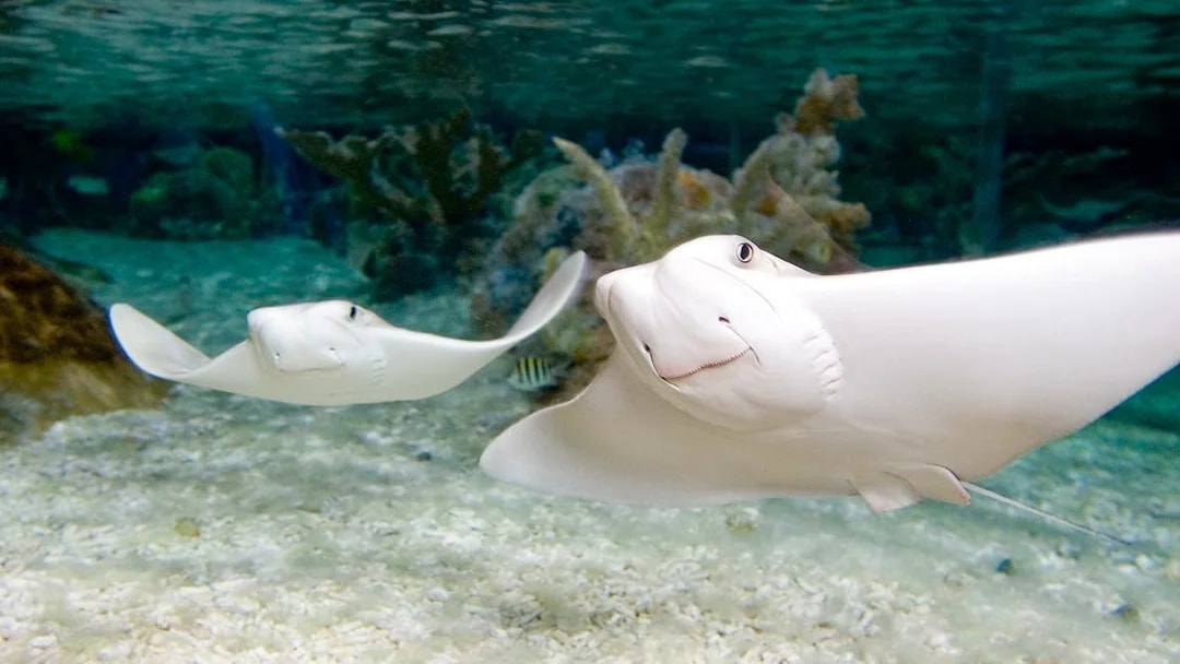 Stingrays swimming in the Tropical Ocean zone at SEA LIFE Munich.