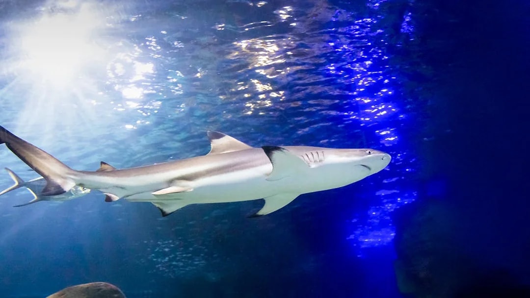 Shark swimming in the Tropical Ocean zone at SEA LIFE Munich.