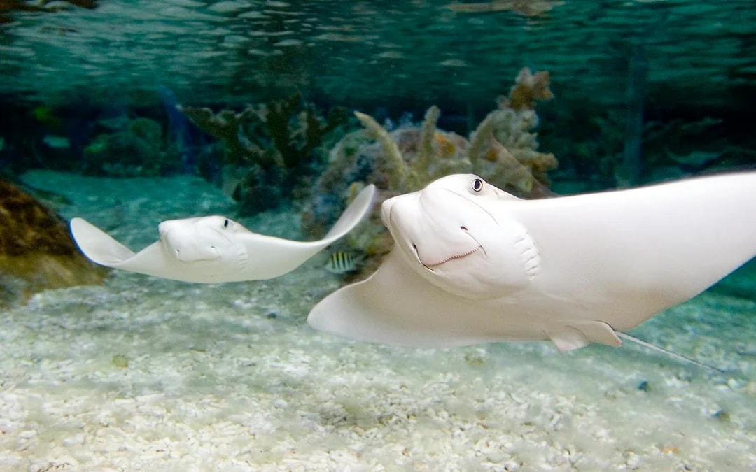 SEA LIFE Munich Ticket Image 9