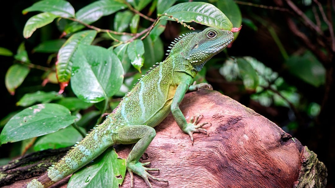 Lizard on a log in the Tropical Island zone at SEA LIFE Munich.
