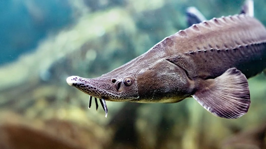 Sturgeon swimming in the Danube Delta exhibit at SEA LIFE Munich.