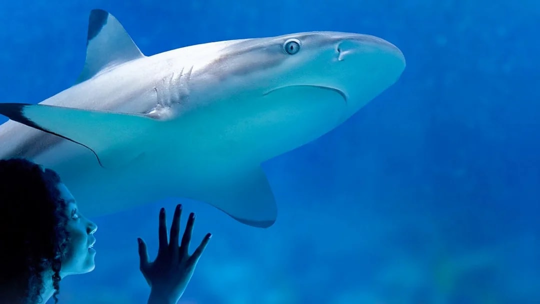 Shark swimming in the Tropical Ocean zone at SEA LIFE Munich with visitor observing.
