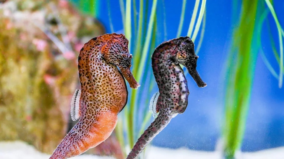 Seahorses in the Seahorses Zone at SEA LIFE Munich.