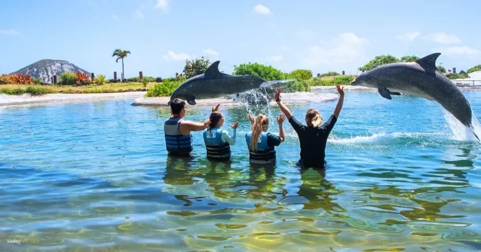 Sea Life Park Ticket with Dolphin Encounter | Hawaii