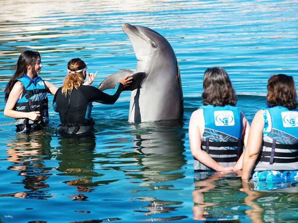 Sea Life Park Ticket with Dolphin Encounter | Hawaii