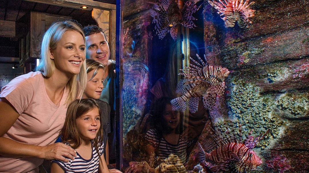 Family observing lionfish at SEA LIFE Sunshine Coast aquarium.
