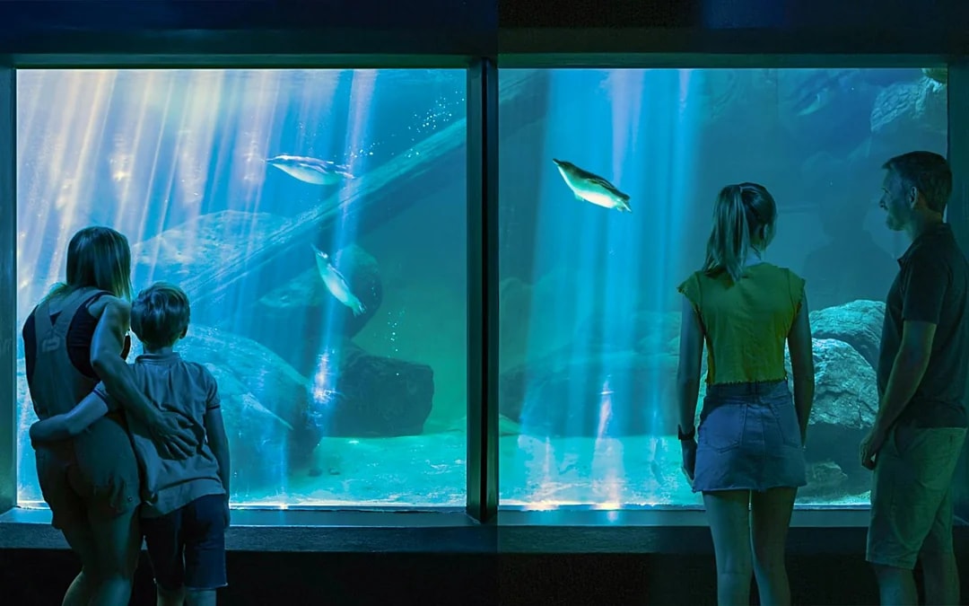 SEA LIFE Sunshine Coast Aquarium Tickets Image 6