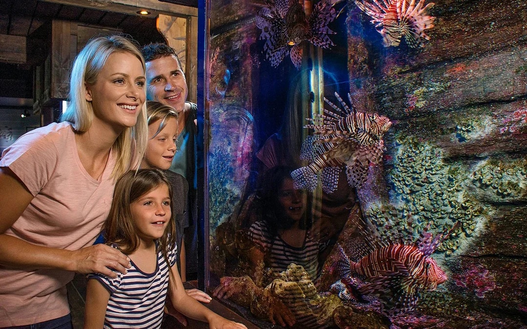 SEA LIFE Sunshine Coast Aquarium Tickets Image 7