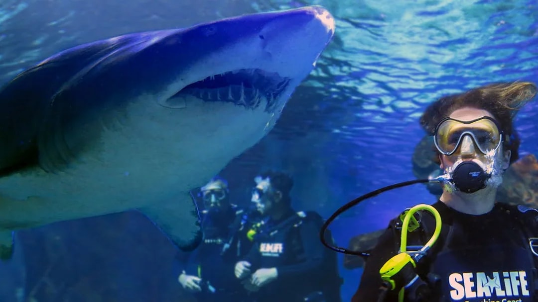 Scuba divers observing a shark at SEA LIFE Sunshine Coast.