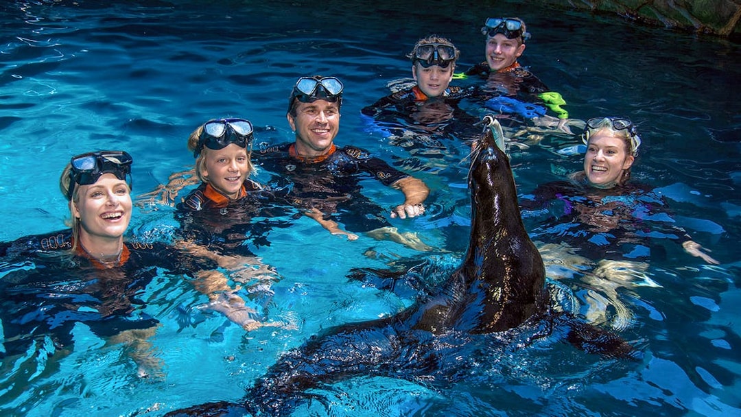 Visitors interacting with a seal at SEA LIFE Sunshine Coast.
