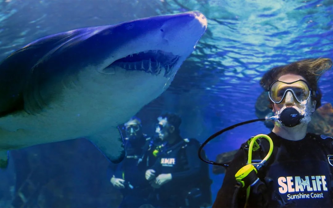 SEA LIFE Sunshine Coast Aquarium Tickets Image 9