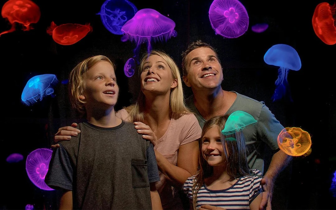 SEA LIFE Sunshine Coast Aquarium Tickets Image 1