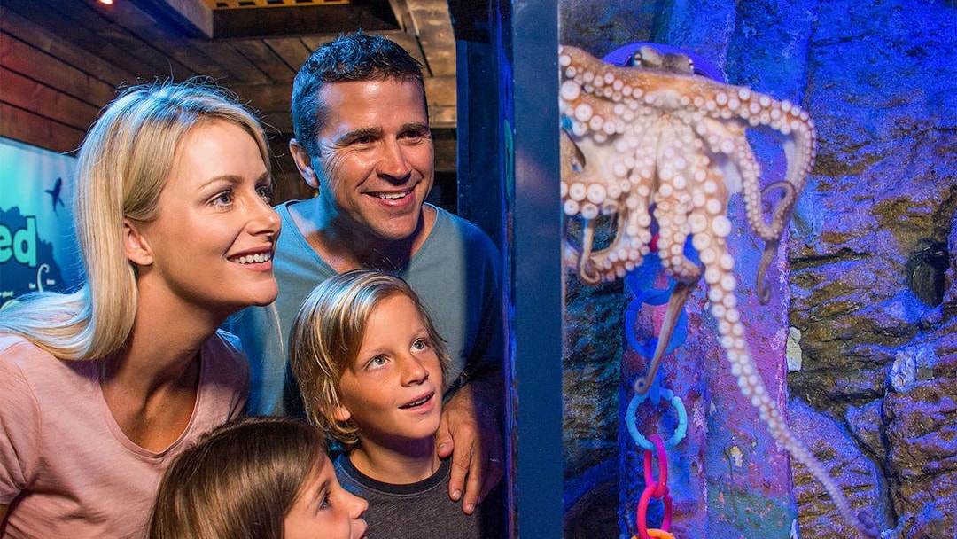 Family observing an octopus at SEA LIFE Sunshine Coast aquarium.