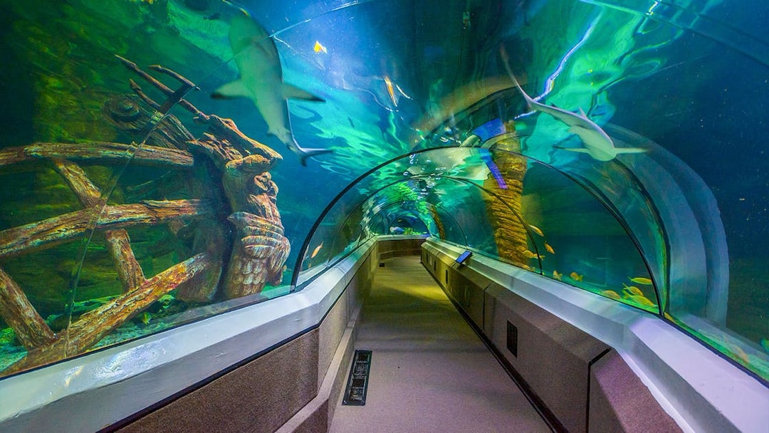 Underwater tunnel with sharks at SEA LIFE Sunshine Coast.