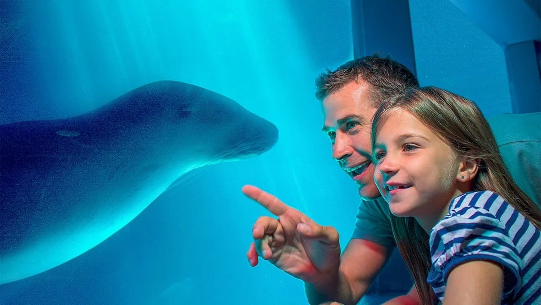 Father and daughter observing a seal at SEA LIFE Sunshine Coast.