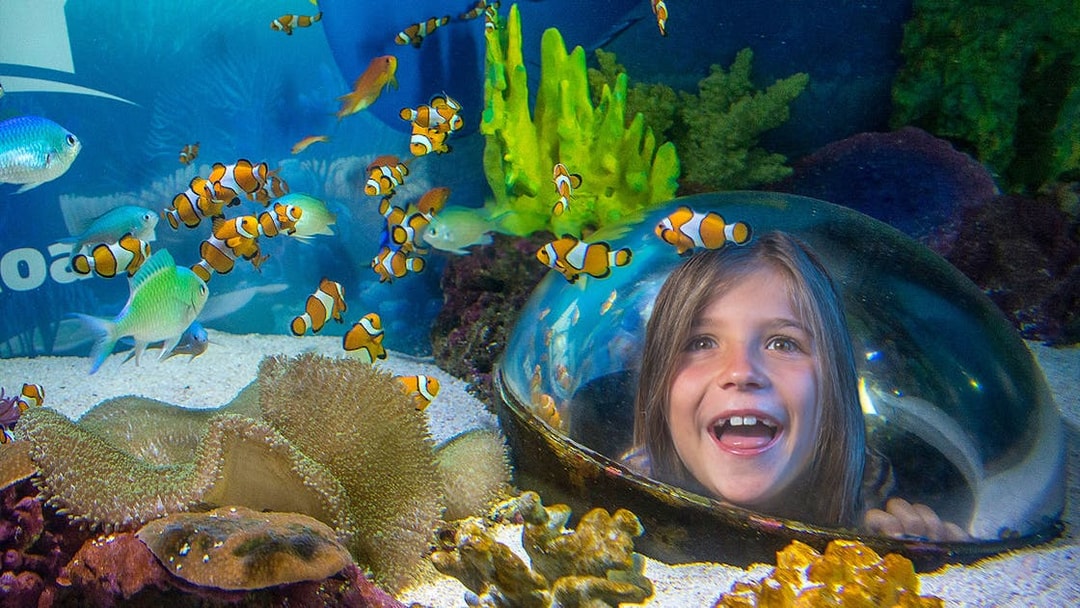 Child observing clownfish in aquarium at SEA LIFE Sunshine Coast.