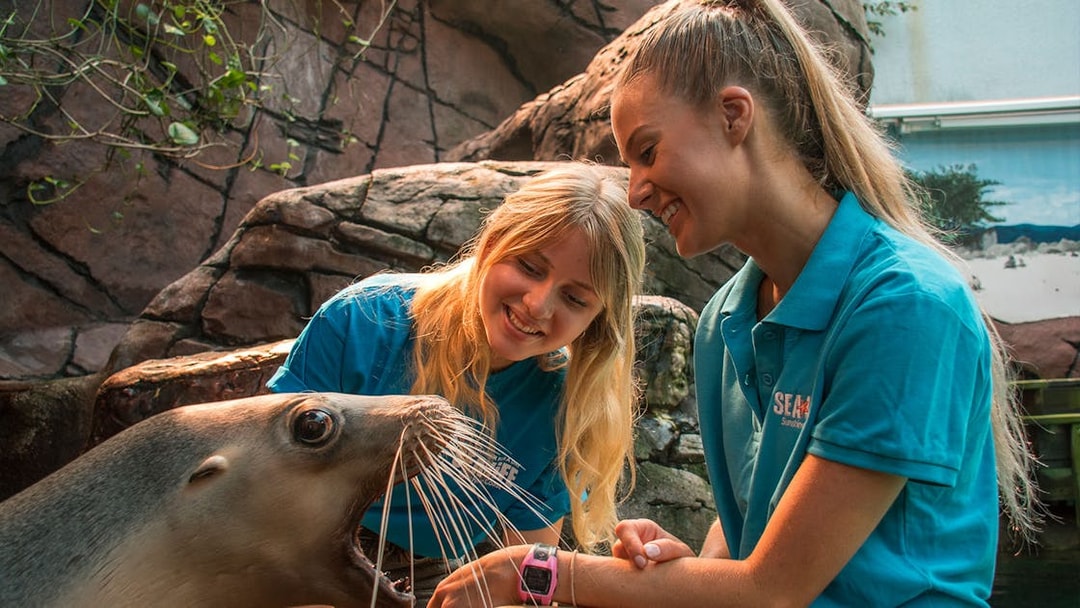 Handlers interacting with a sea lion at SEA LIFE Sunshine Coast.