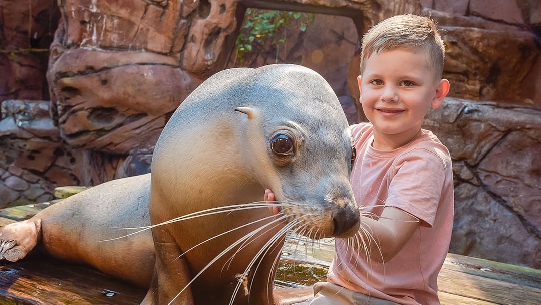 Child interacting with a seal at SEA LIFE Sunshine Coast.