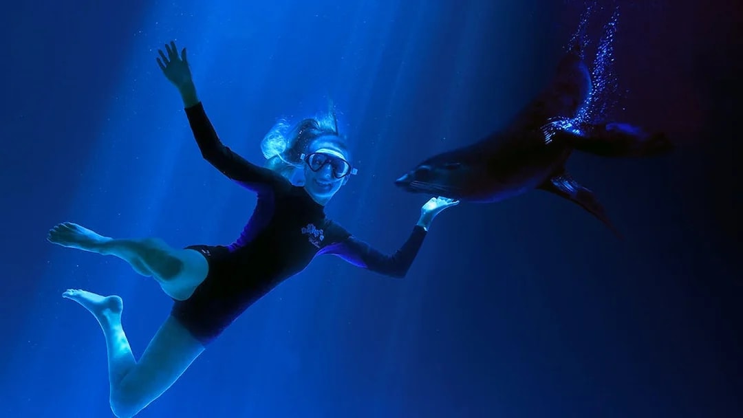Woman swimming with a seal at SEA LIFE Sunshine Coast.