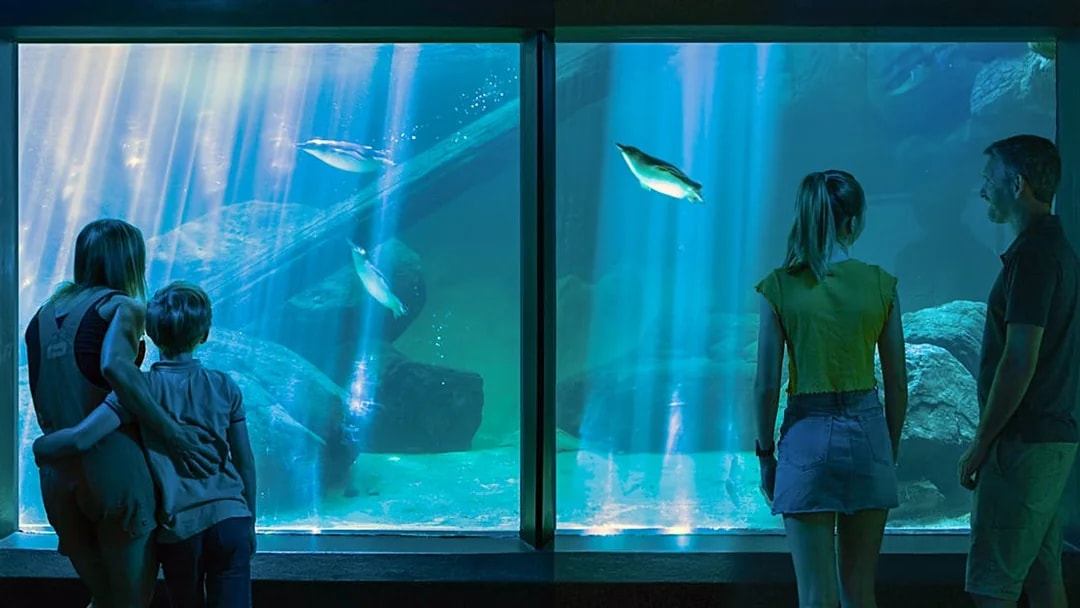 Family observing penguins at SEA LIFE Sunshine Coast aquarium.