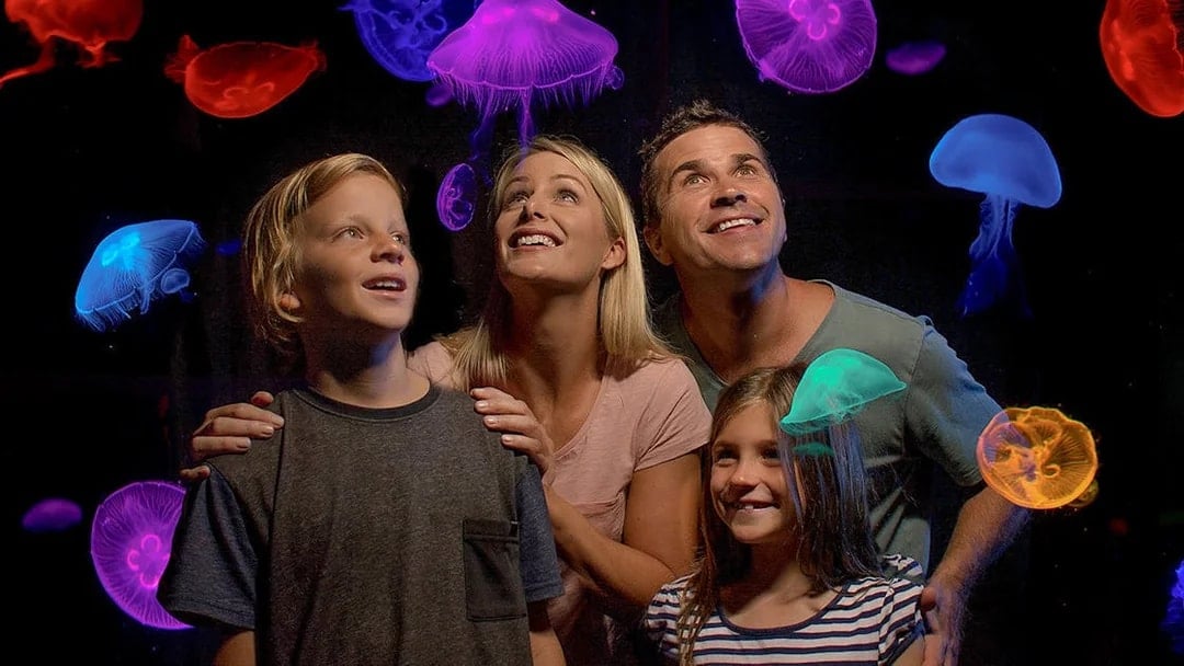 SEA LIFE Sunshine Coast Aquarium Tickets