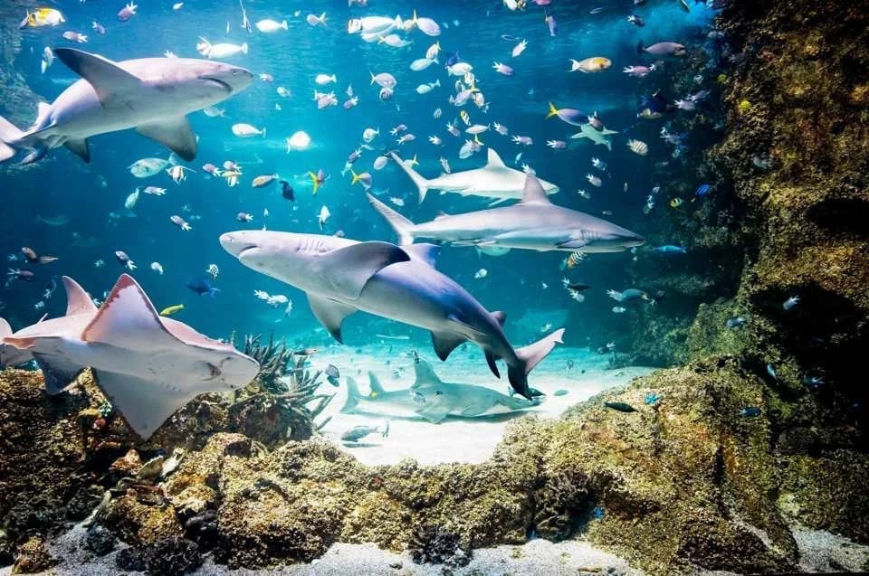 SEA LIFE Sydney Aquarium Admission Ticket + Digi Photo Pass - Australia