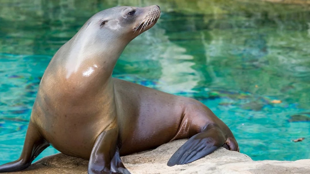 Californian sea lion resting on a rock by the water at Zoo Rome.