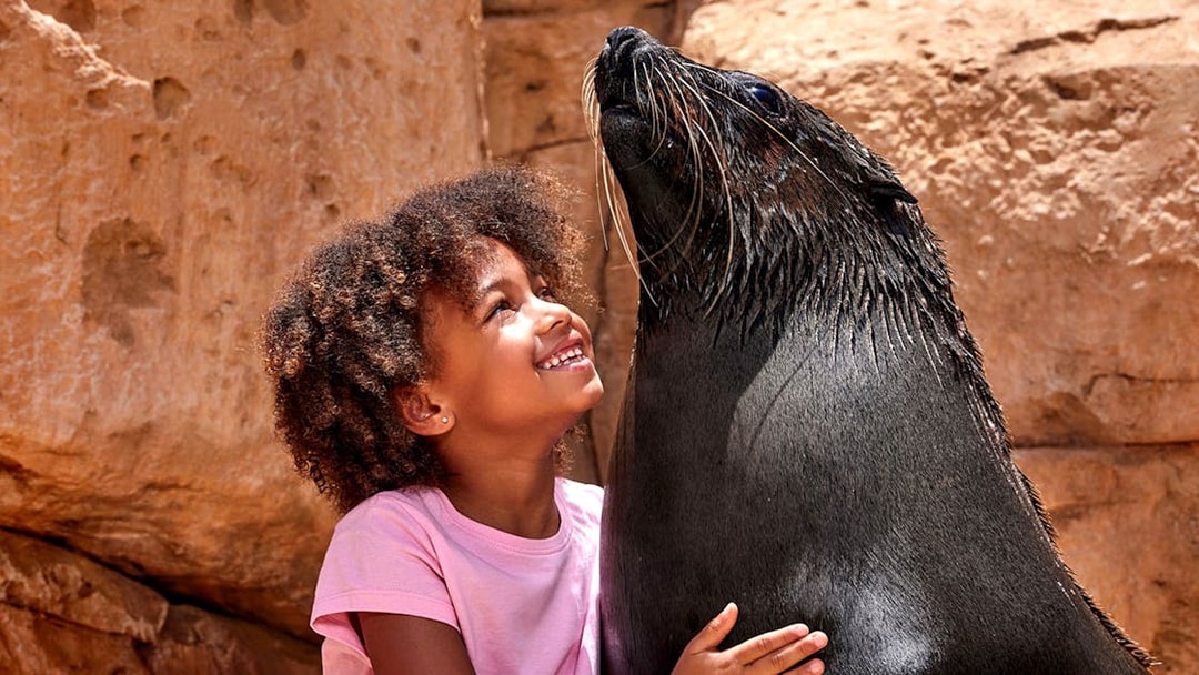 Girl smiling while patting a sea lion against a rocky backdrop.