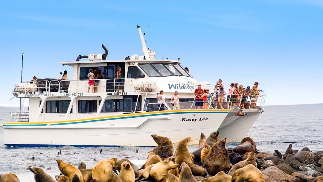 Tourists on a boat watching seals on rocks during a cruise at Phillip Island.