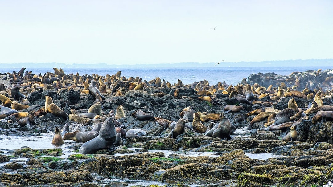 Seals resting on rocky shore during Phillip Island afternoon cruise.