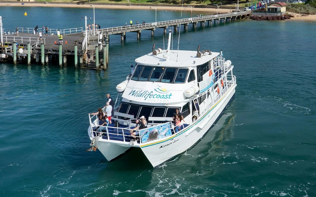 Seal Watching Afternoon Cruise at Phillip Island Image 6