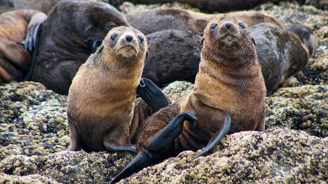 Seals resting on rocky shore during Phillip Island afternoon cruise.