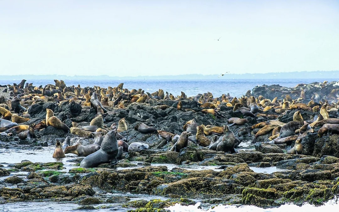 Seal Watching Afternoon Cruise at Phillip Island Image 7