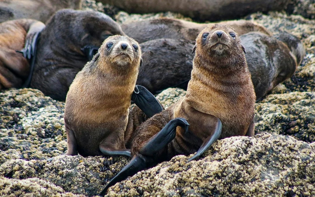 Seal Watching Afternoon Cruise at Phillip Island Image 8