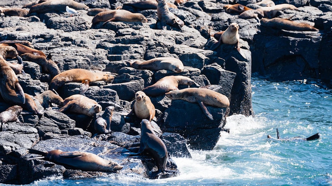 Seals resting on rocky shore during a cruise at Phillip Island.