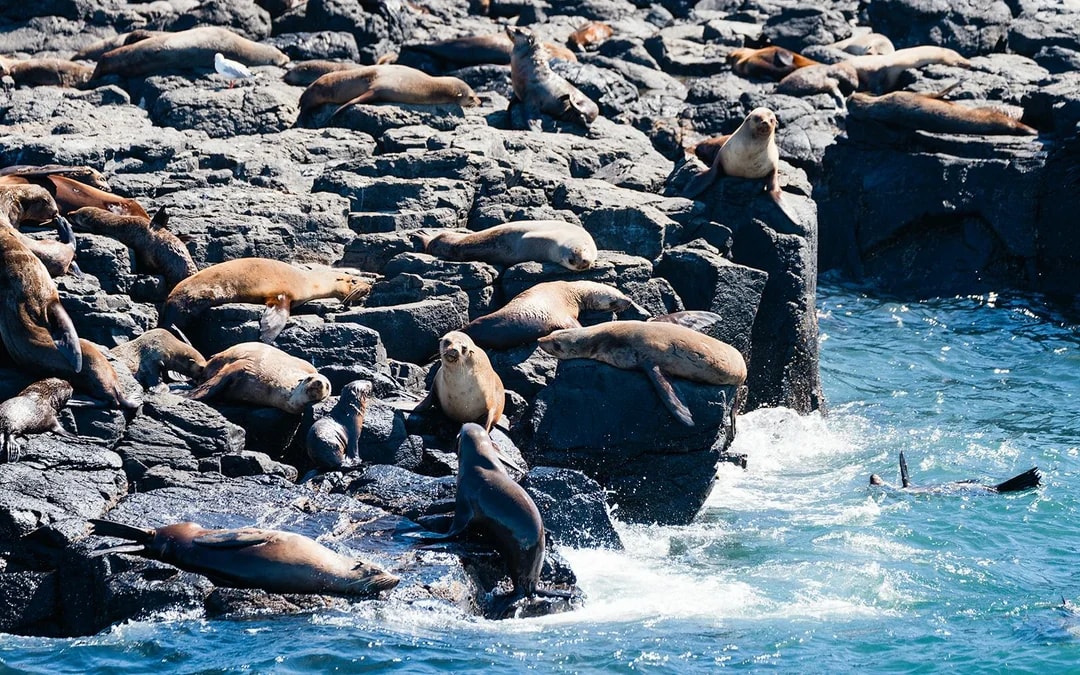 Seal Watching Afternoon Cruise at Phillip Island Image 10