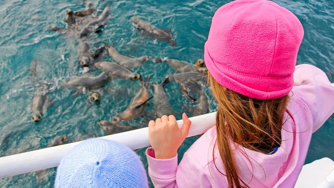 Children watching seals from a boat during a cruise at Phillip Island.
