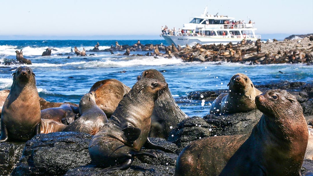 Seals on rocks with a tour boat in the background at Phillip Island.