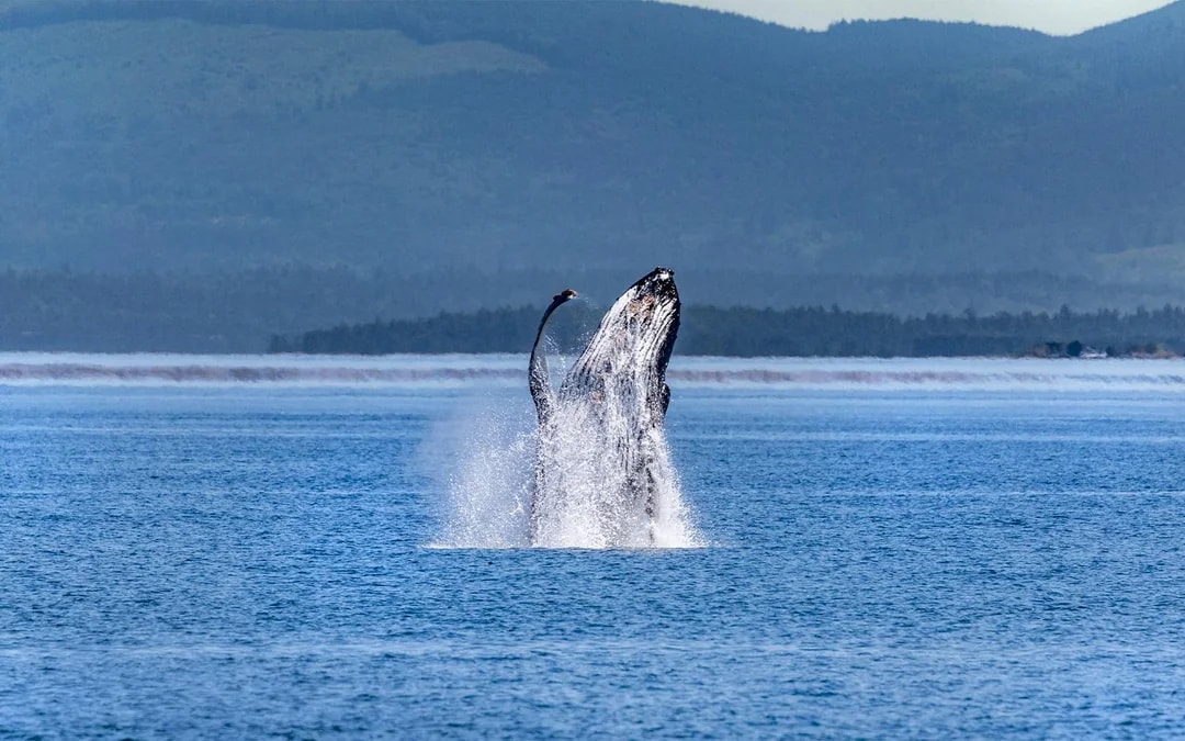 Seattle WIldlife & Whale Watching Tour Image 3