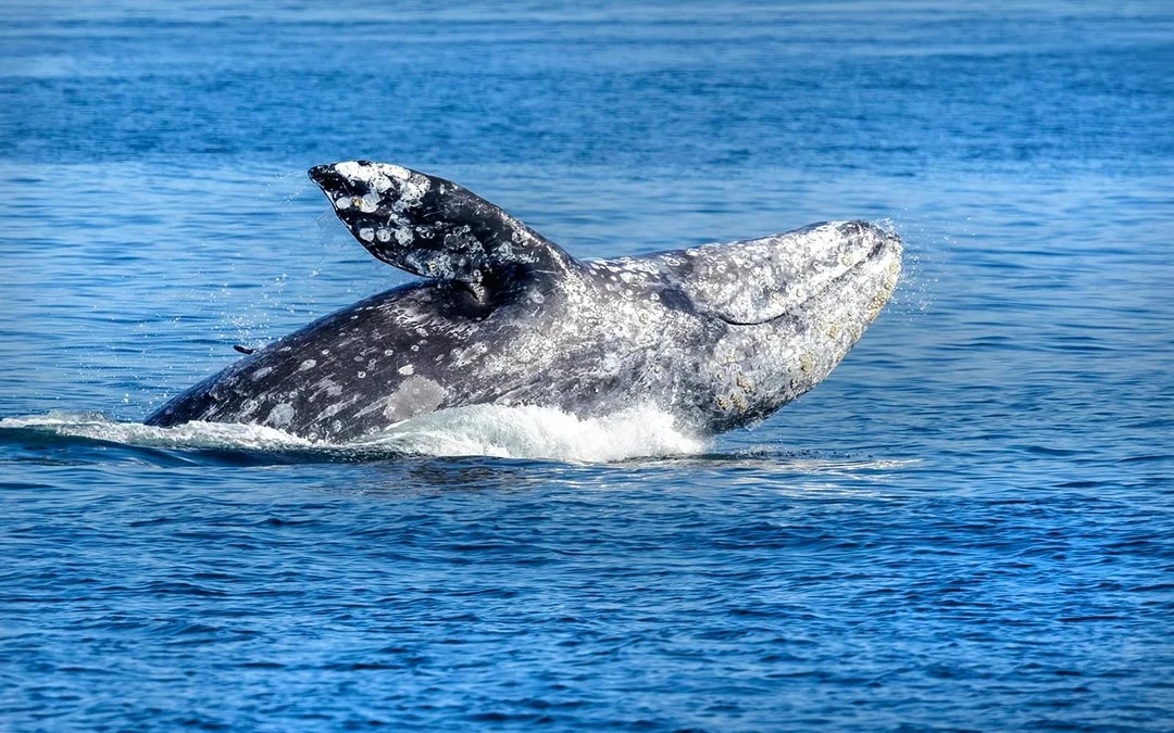 Seattle WIldlife & Whale Watching Tour Image 6