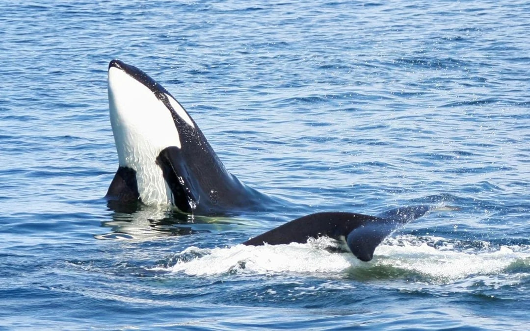 Seattle WIldlife & Whale Watching Tour Image 7