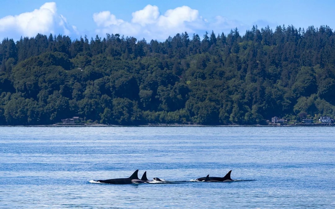 Seattle WIldlife & Whale Watching Tour Image 8