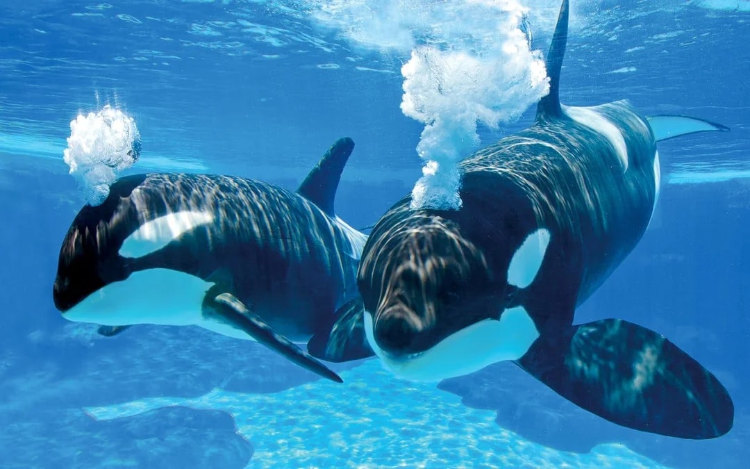 SeaWorld & Aquatica San Antonio Multi-Day Multi-Park Tickets Image 3